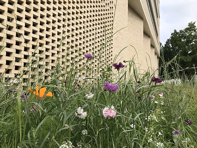 Blumenwiese vor dem Haus der Kirche in Hamburg-Niendorf. Kirchenkreis Hamburg-West/Südholstein
