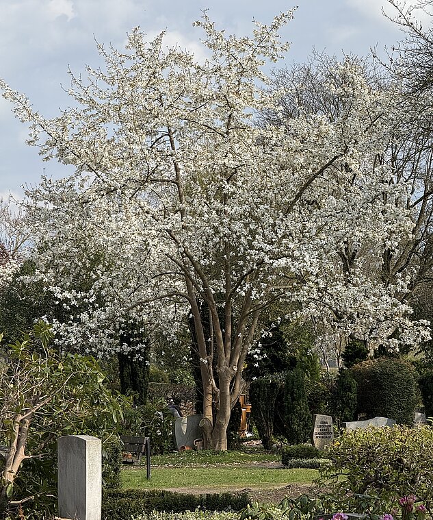 Baum auf dem Friedhof in Hamburg-Stellingen. Kirchenkreis Hamburg-West/Südholstein