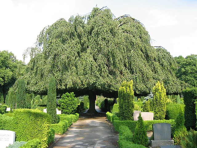 Alte Eiche auf dem Friedhof Stellingen. Kirchenkreis Hamburg-West/Südholstein